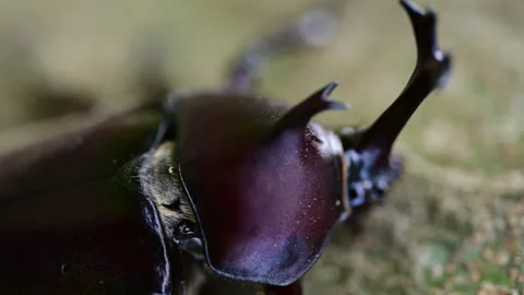 Taiwan Rhinoceros Beetles  Behavior 4K Macro Stock Footage 339322918
