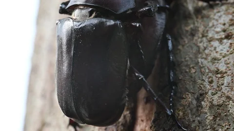 Taiwan Rhinoceros Beetles  Behavior 4K Macro Stock Footage 339323971