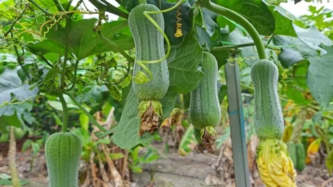Taiwanese melon Stock Footage 343694267