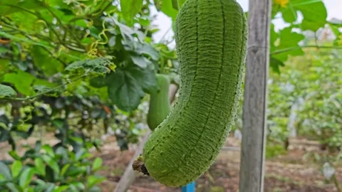 Taiwanese melon Stock Footage 343694300