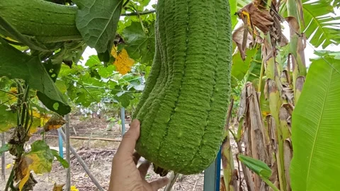 Taiwanese melon Stock Footage 343694367