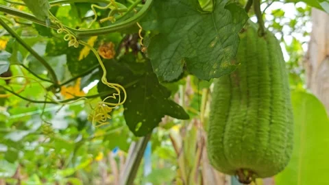 Taiwanese melon Stock Footage 343694407