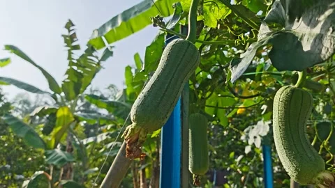 Taiwanese melon Stock Footage 343694438