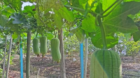 Taiwanese melon Stock Footage 343694442