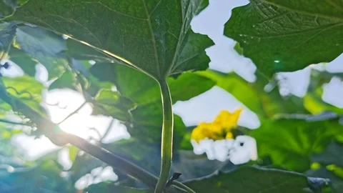 Taiwanese melon Stock Footage 343694464