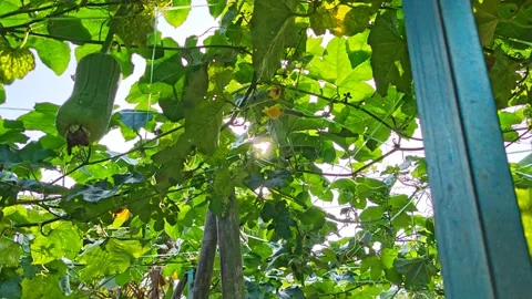 Taiwanese melon Stock Footage 343694474