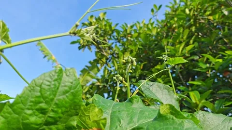 Taiwanese melon Stock Footage 343694478
