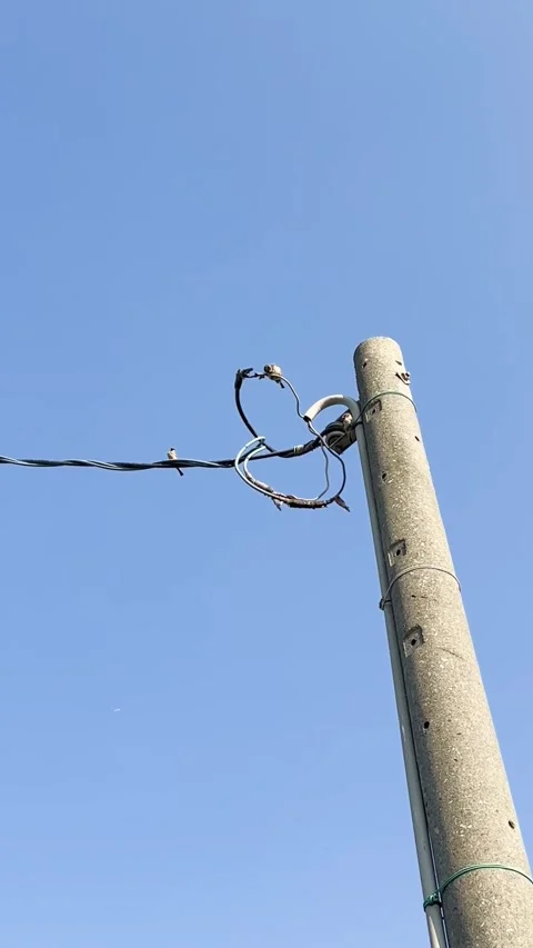 Taiwanese sparrows perched on electric power pole against clear blue sky Stock Footage 329543751
