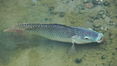 A Taiwanese tilapia is using its mouth to clean a nest for spawning. Stock Footage 341820575