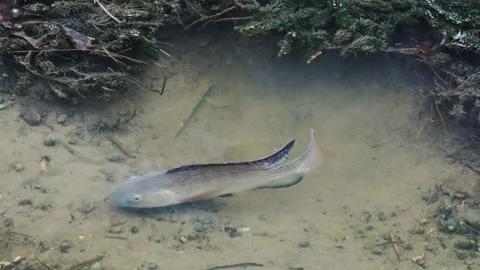 A Taiwanese tilapia is using its mouth to clean a nest for spawning. Stock Footage 341820588