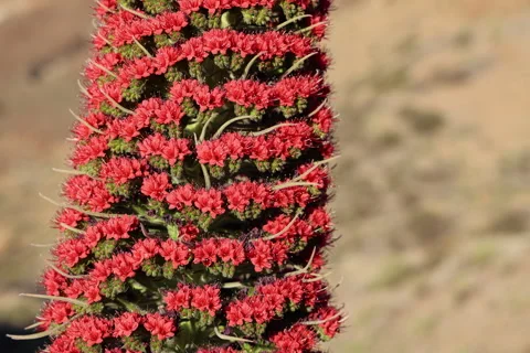 Tajinaste flower texture and pattern macro view Stock Footage 336406305