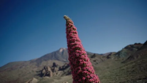 Tajinaste on volcano Teide Stock Footage 75882550