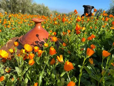 TAJINE Stock Photos