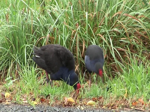 Takahe bird in NEw Zealand Stock Footage