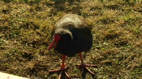 Takahe Closer Up 스톡 동영상 331541