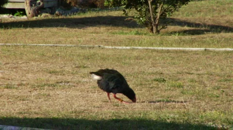 Takahe 스톡 동영상 329788