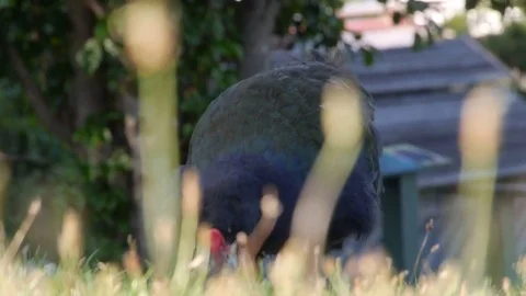 Takahe 動画素材 81846687