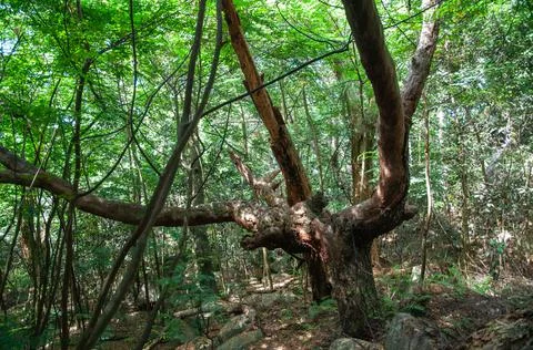 Takamaka tree in the forest Stock-Fotos