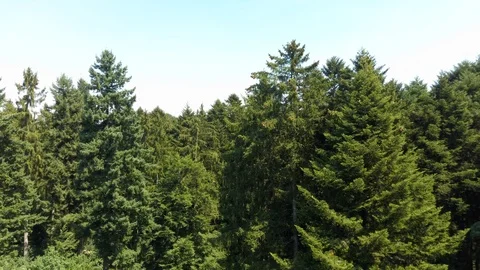 Take-off along coniferous forest on top of trees, top view Stock Footage 125514985