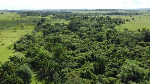 Take area of ​​the forest canopy in the middle of the pastures Video stock 234224644