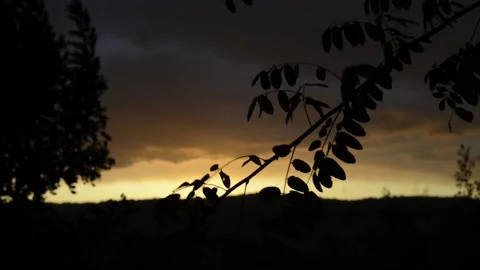 Take a back-light of the branches of a tree moved by the wind. Stock Footage 135606006