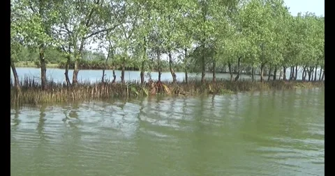 Take a boat trip on Tam Giang lagoon in Hue city Stock Footage 304475053