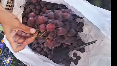 Take a bunch of ripe grapes Stock Footage 287534548