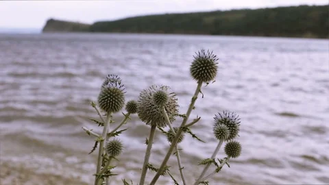 Take care of nature in all forms. Stock Footage 99494851
