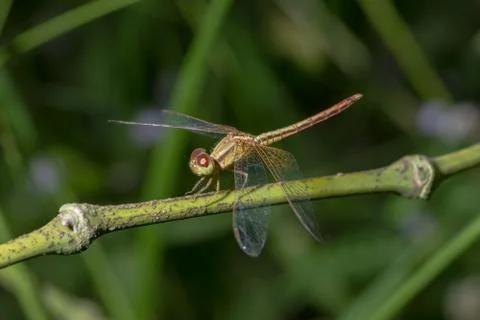 Take a close-up of a dragonfly Stock Photos
