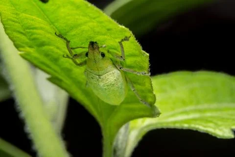 Take a close-up Green weevil Stock Photos