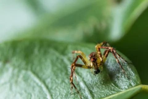 Take a close-up spider Stock Photos