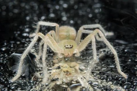 Take a close-up spider Stock Photos