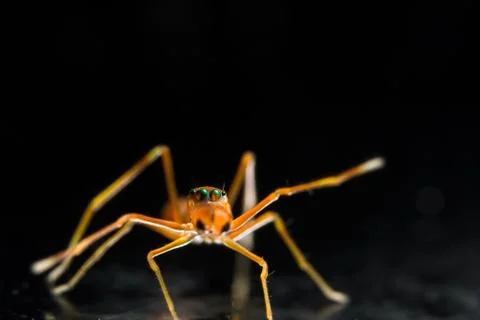Take a close-up spider on a spider web Stock Photos