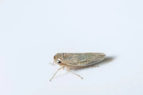 Take a closer look at Leafhopper. Stock Photos
