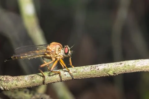 Take a closer shot Robberfly Stock Photos