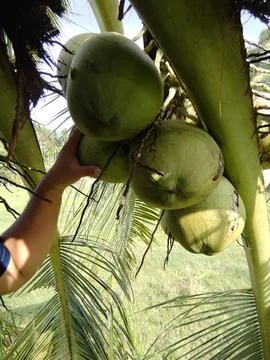 Take coconut by hand Stock Photos