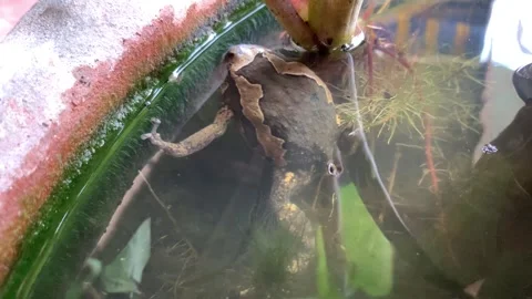 Take Cool Swim Video stock 241890942