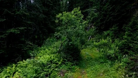 Take-off of the Copter from a forest glade. Vídeos de archivo 81569829