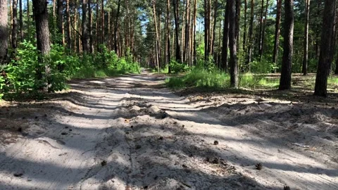 Take-off from a country road in a pine forest. Vídeos de archivo 134524360