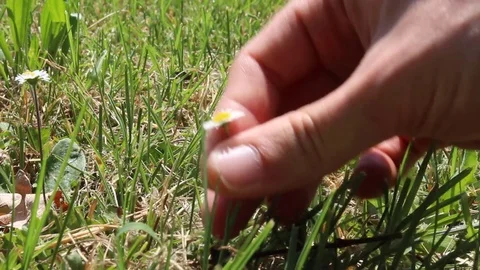 Take daisy and rotate it between your fingers Stock-Footage 76097580