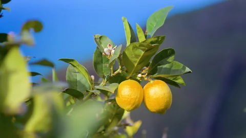 Take a detail of lemon tree with ripe yellow lemons at sunset with sun. Stock Footage 150767934