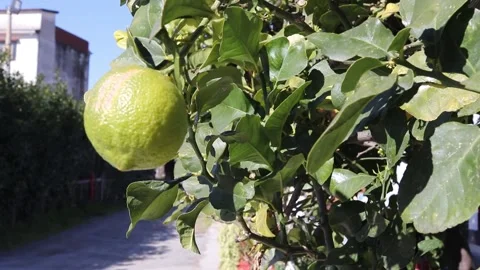 Take a detail of lemon tree with ripe yellow lemons at sunset with sun.  Stock-Footage 171759991