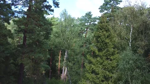 Take off on a drone between deciduous trees in the forest Video stock 152832273