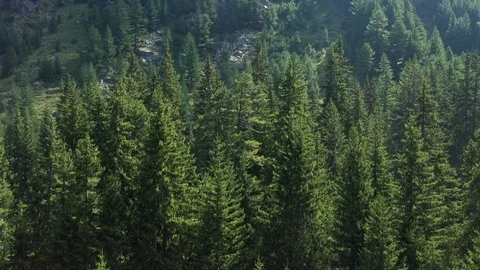 Take off with a Drone up over a Fir Tree in the Mountain Stock Footage 121097858