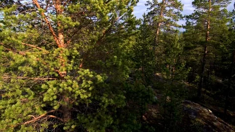 Take-off drone over the forest on a sunny day. View of the sea bay. Video stock 104578989