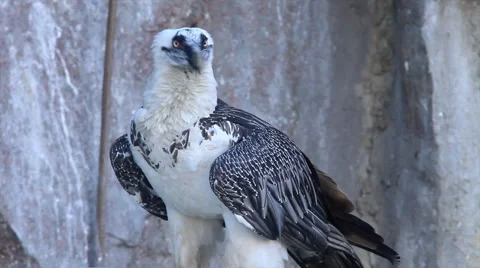 Take-off of expressive bearded vulture or lammergeier, Gypaetus barbatus, Stock Footage 46463750