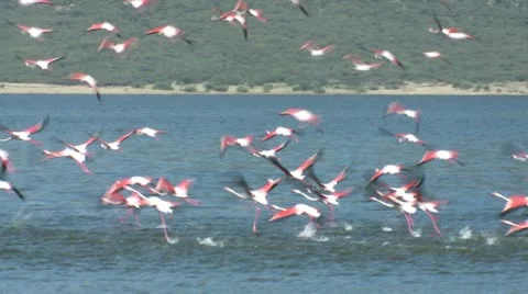 Take off flamingos Vídeos de archivo 22250900
