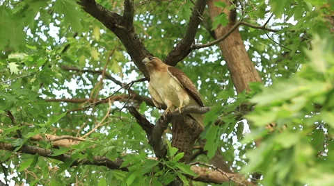 Take off flight of red-tailed hawk in tree Stock Footage 64884127