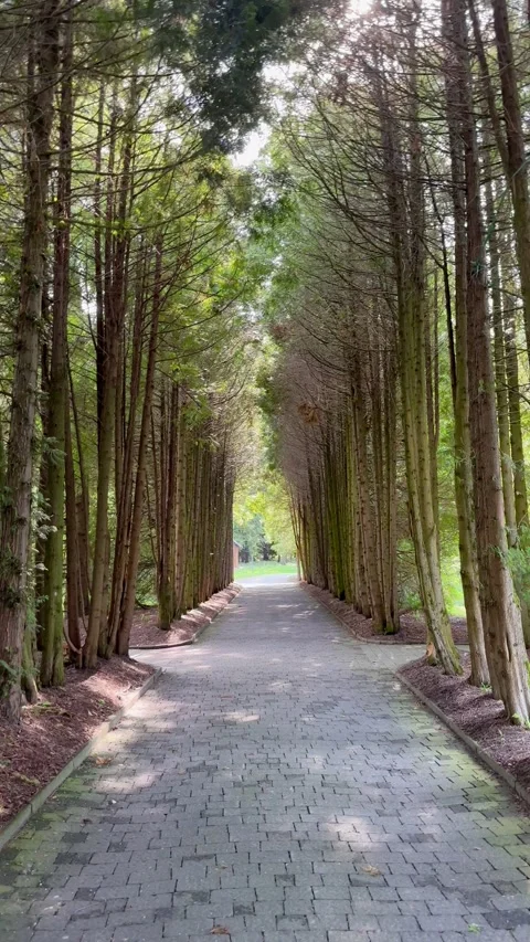 Take a forest path between tall coniferous trees Stock Footage 249357068