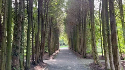 Take a forest path between tall coniferous trees Stock Footage 249357092